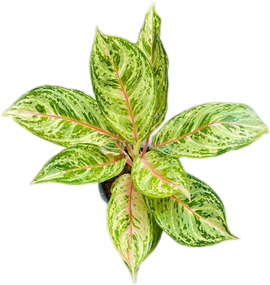 Aglaonema Green Lemon – Wholesale Set of 10 Plants