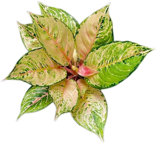Aglaonema Rainbow – Wholesale Set of 10 Plants
