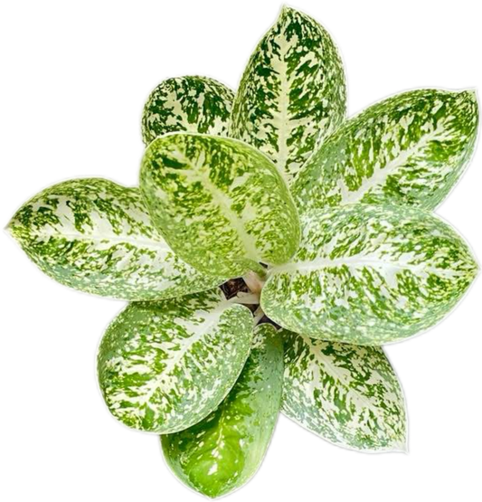 Aglaonema “Milky Way” – Wholesale Set of 10 Plants