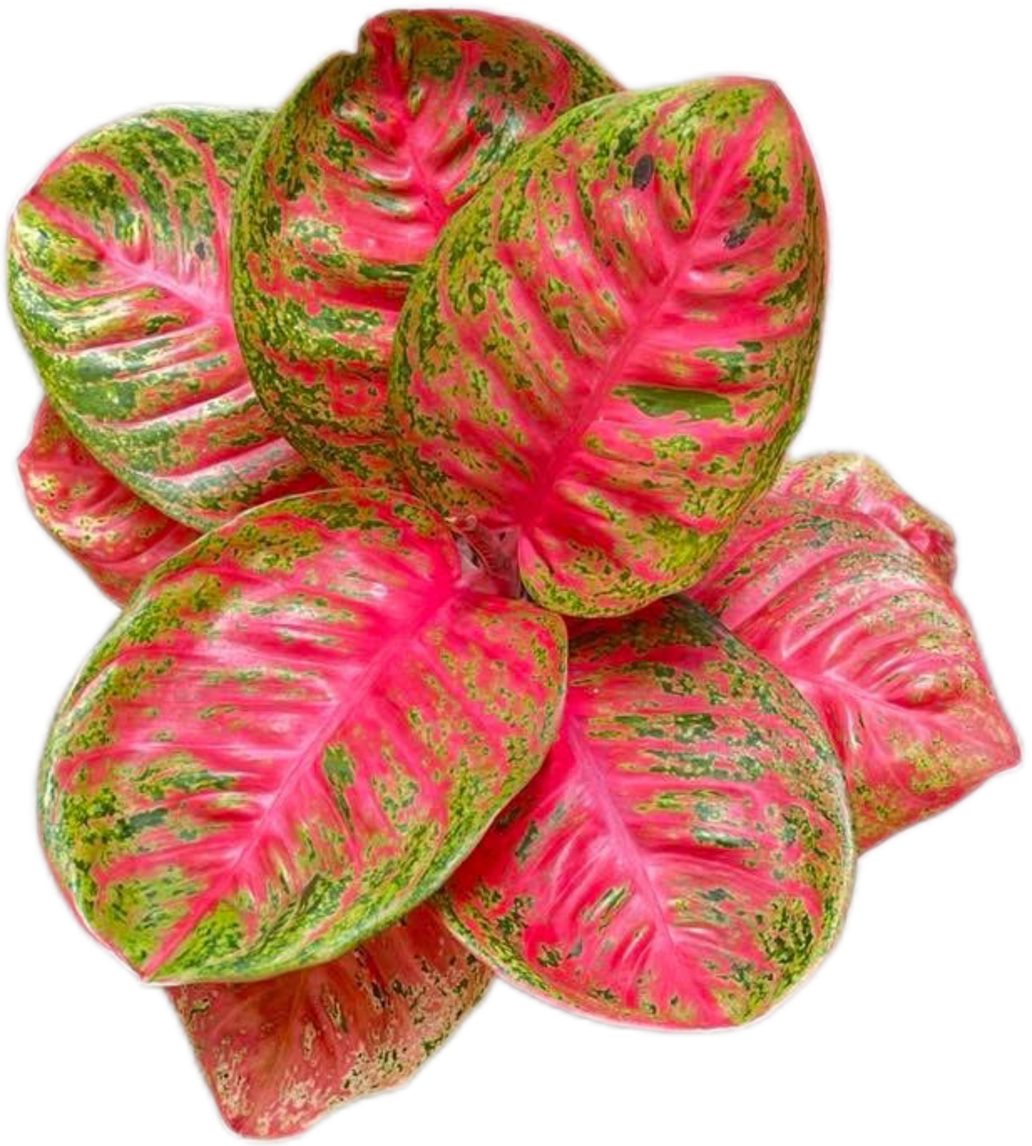 Aglaonema “Sombat Siam” Wholesale of 10 Plants