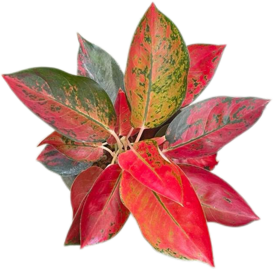 Aglaonema Kochin (Cochin) Orange– Wholesale Set of 10 Plants