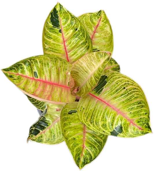 Aglaonema “Moonlight” (Moonlight Aglaonema) Wholesale Set of 10 Plants