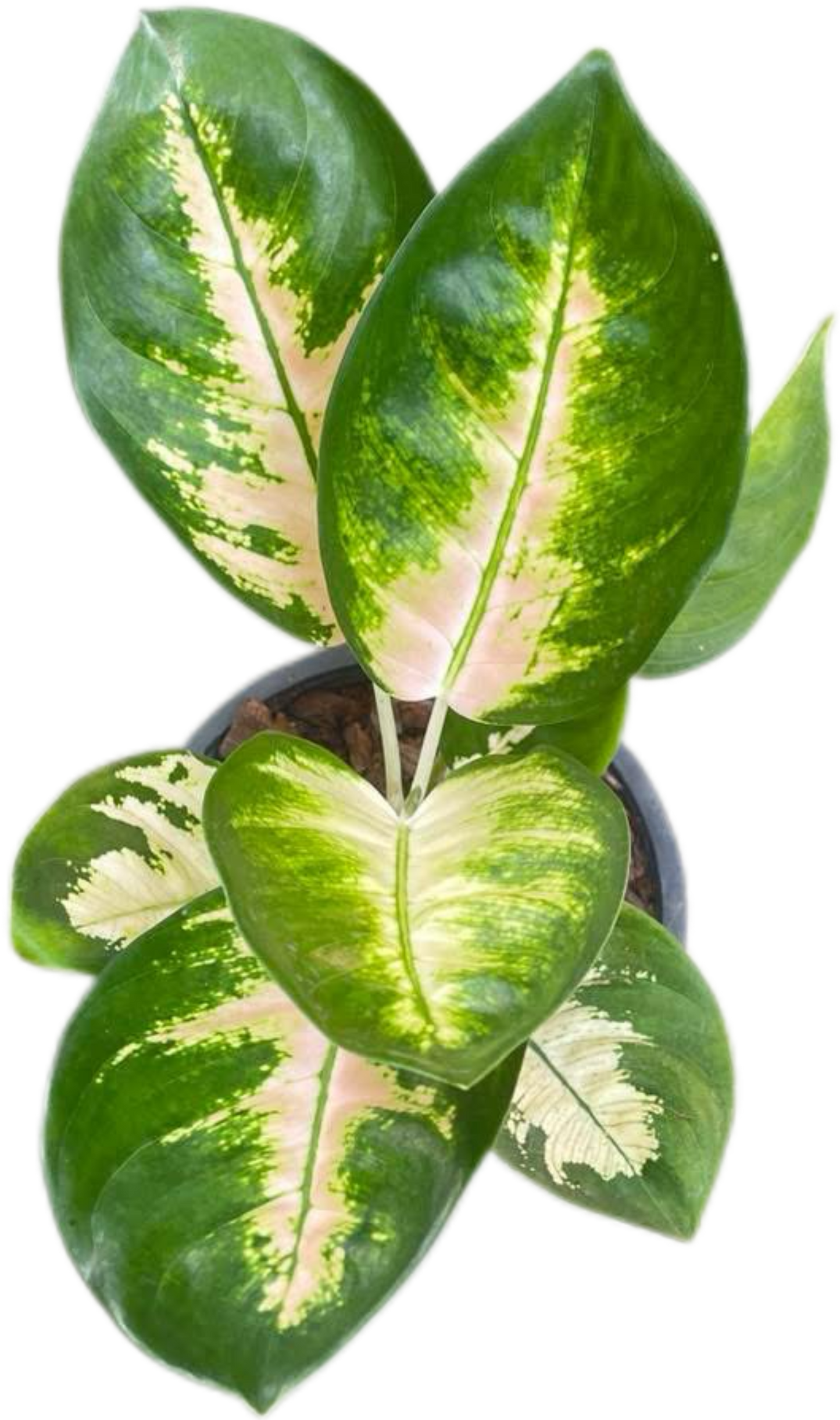 Aglaonema Chang Khao (White Elephant) – Wholesale Set of 10 Plants
