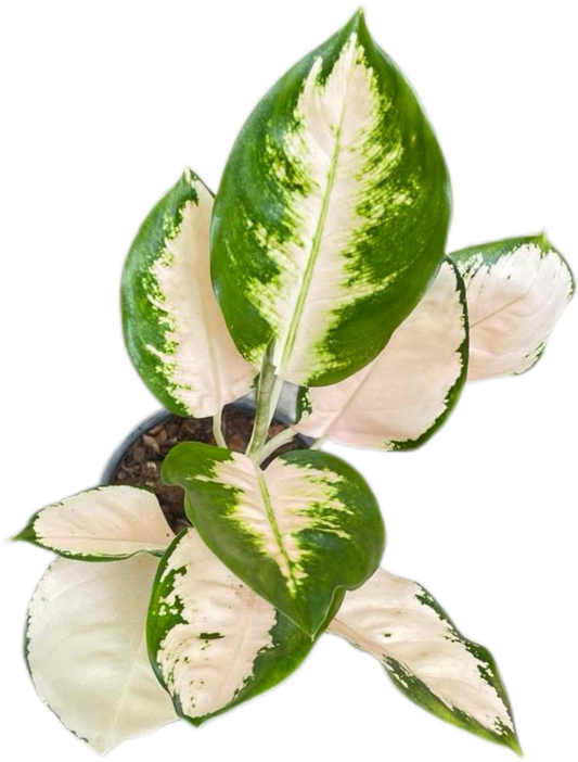 Aglaonema Chang Khao (White Elephant) – Wholesale Set of 10 Plants