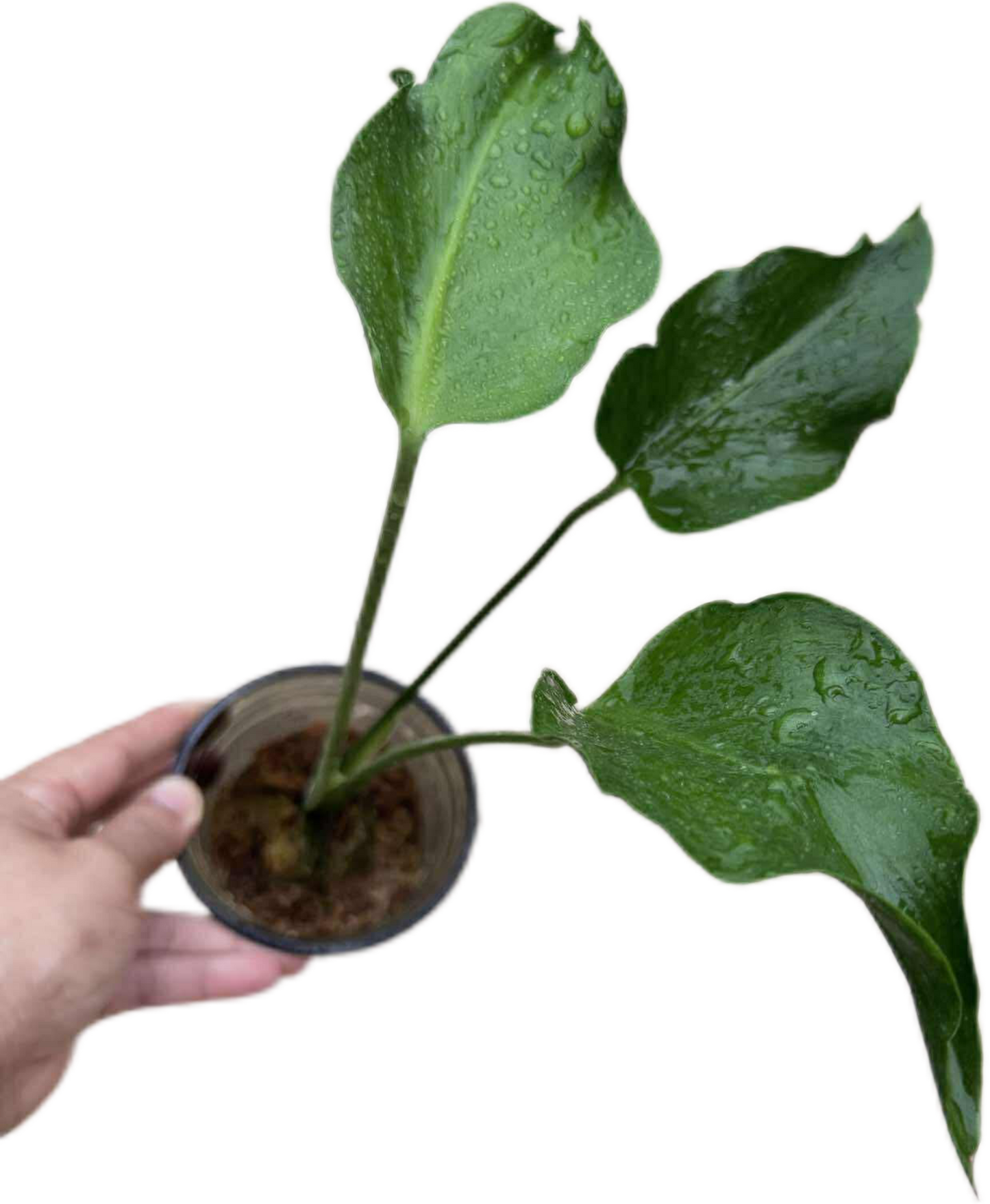 Monstera deliciosa “Unniiae” – Rare Collector’s Form