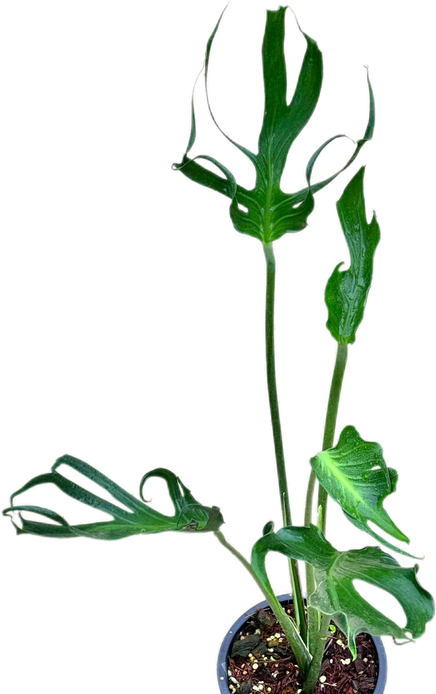Monstera deliciosa “Unniiae” – Rare Collector’s Form
