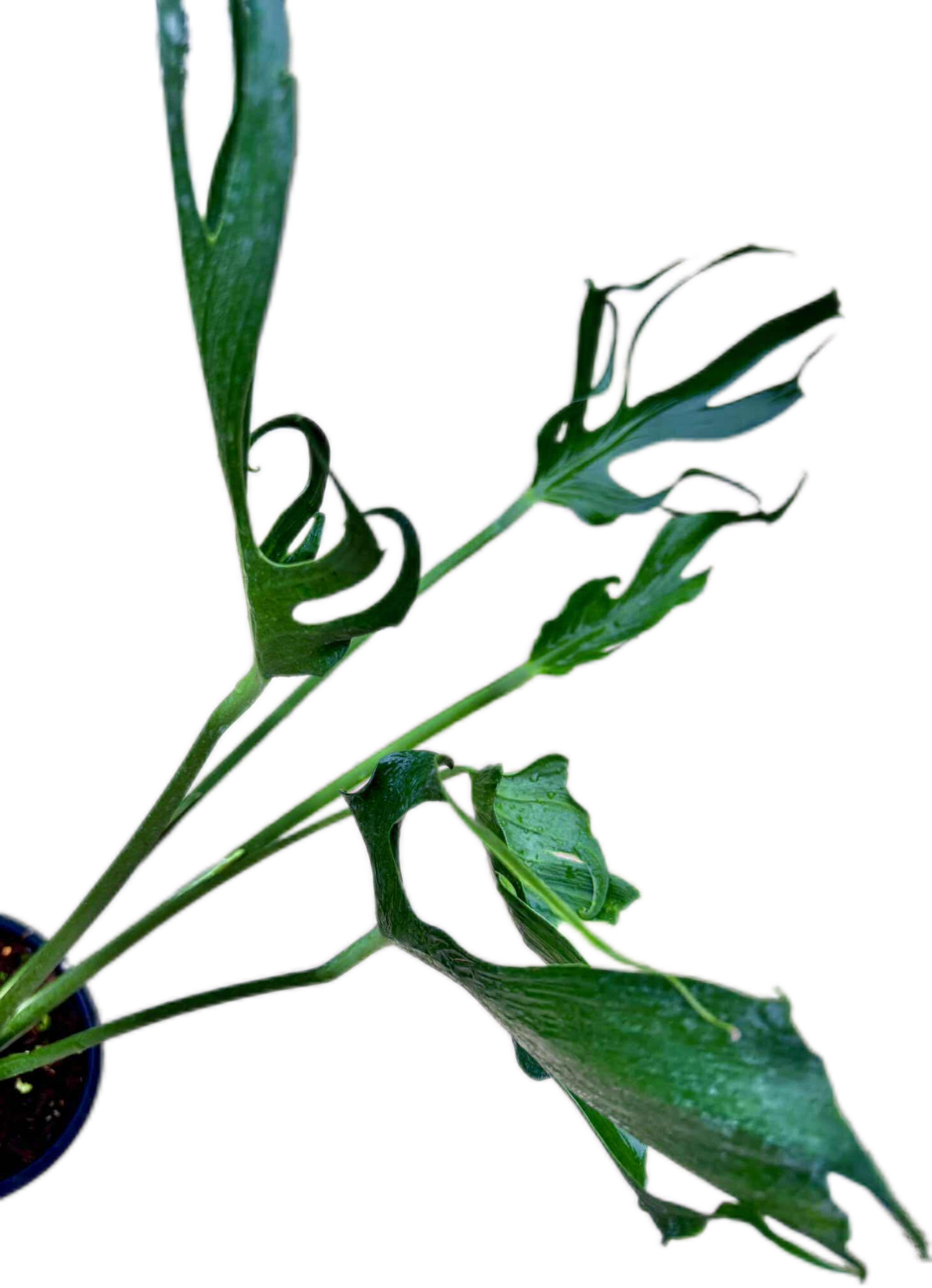 Monstera deliciosa “Unniiae” – Rare Collector’s Form