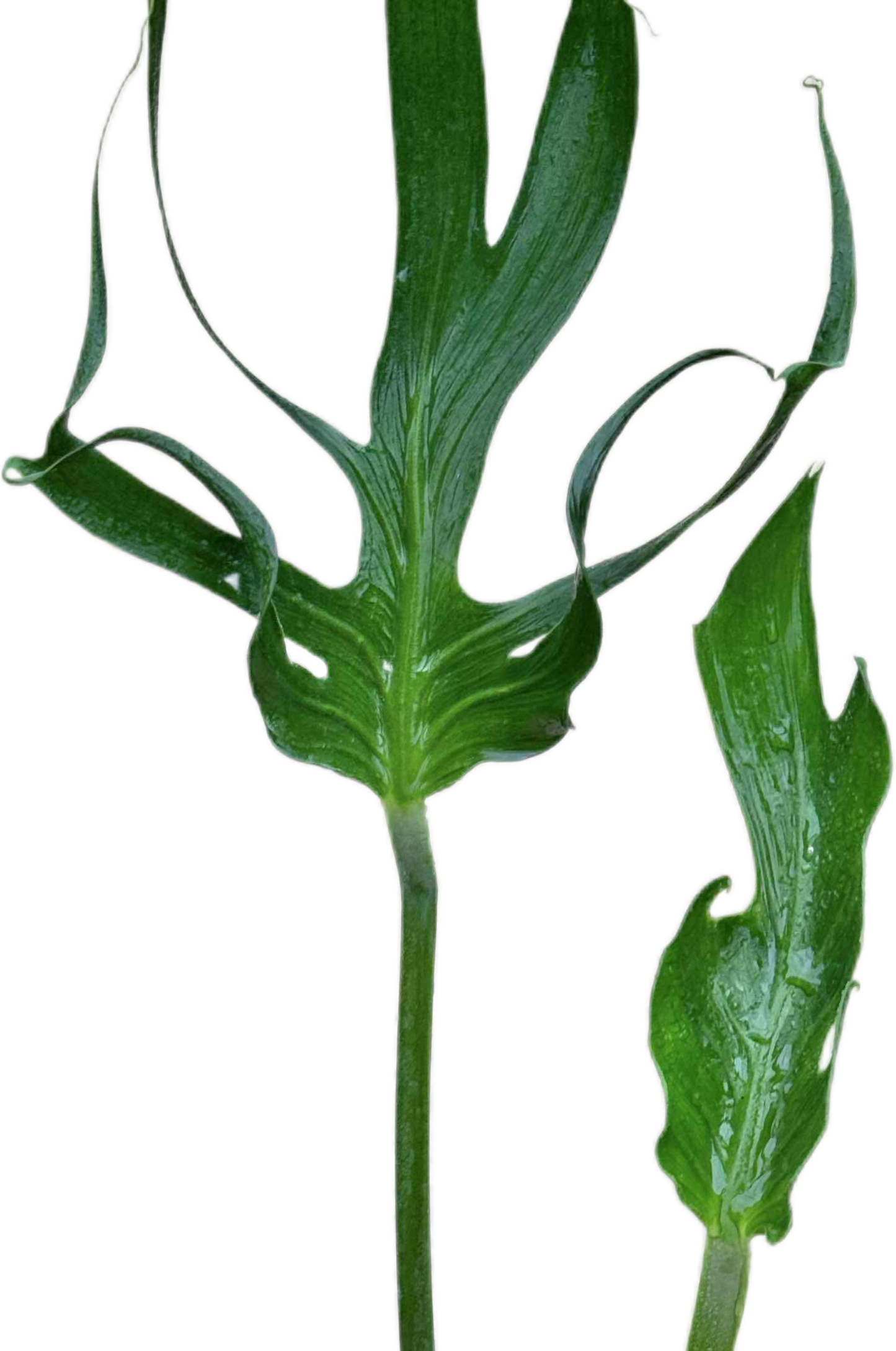 Monstera deliciosa “Unniiae” – Rare Collector’s Form