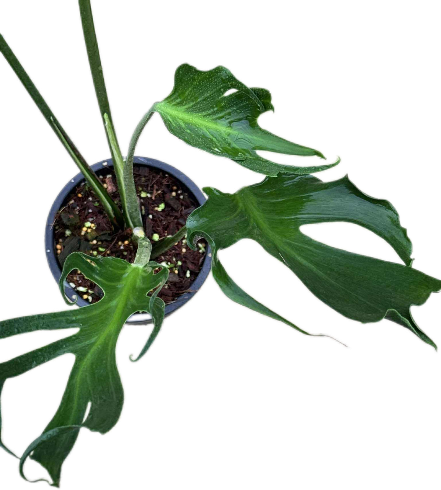 Monstera deliciosa “Unniiae” – Rare Collector’s Form