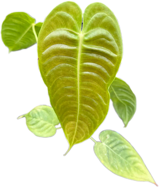 Anthurium veitchii (King Anthurium) – Rare Collector’s Plant Set of 5 Plants