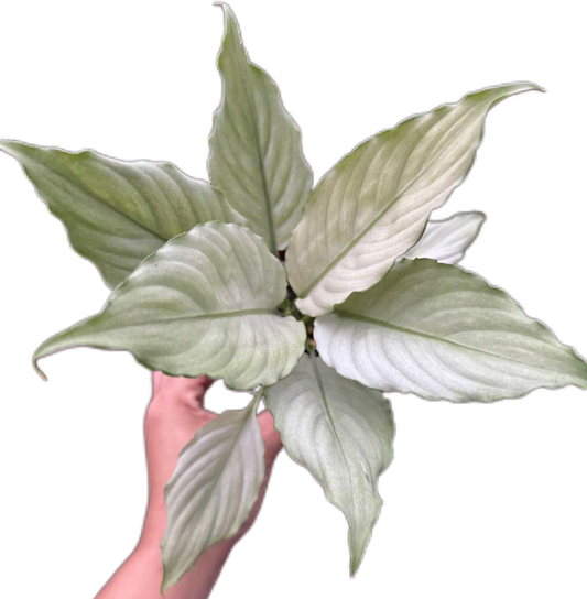 Spathiphyllum “Grey Ghost” Wholesale Set of 10 Plants