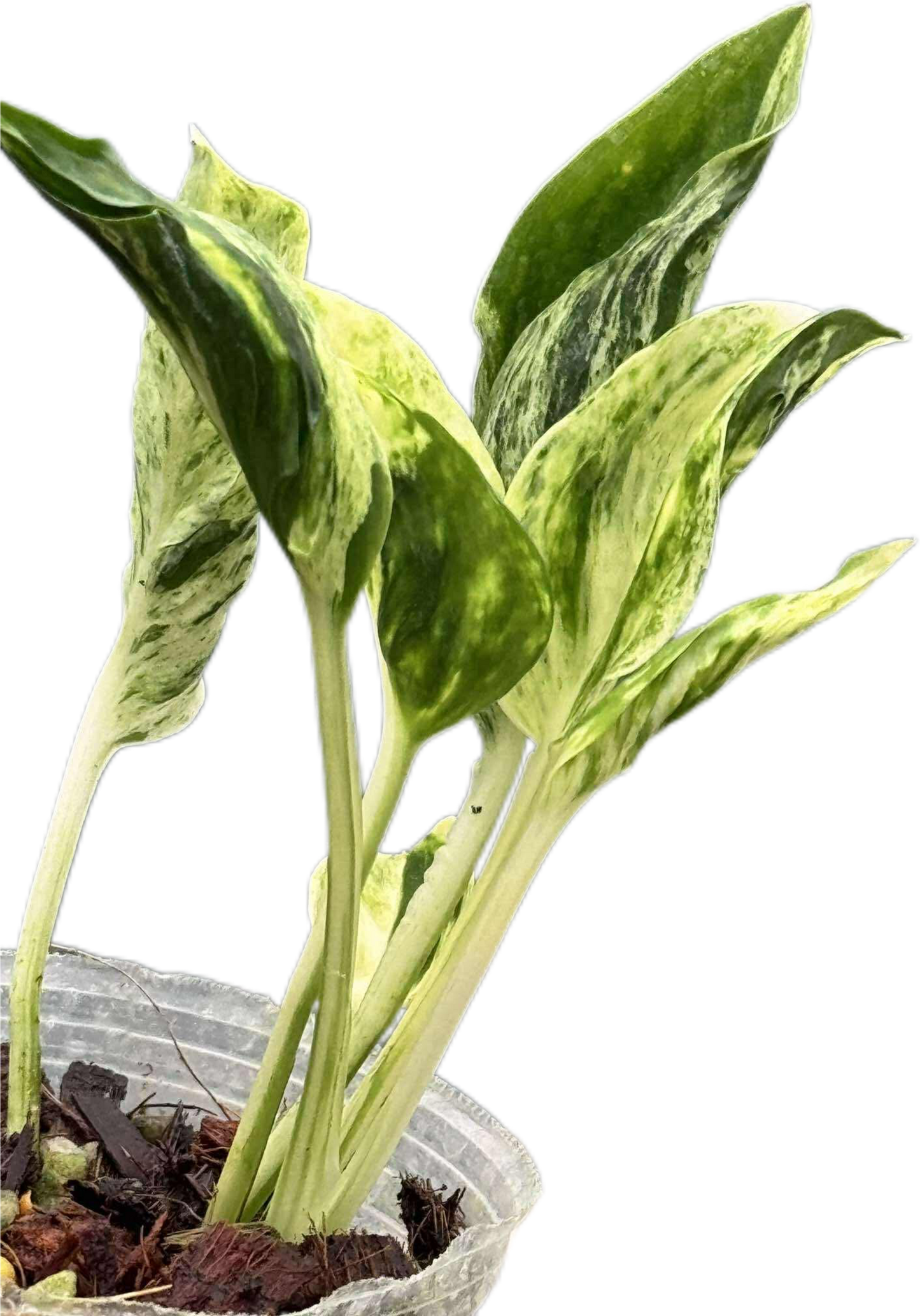 Epipremnum ‘Teruno Love Song’ Variegated
