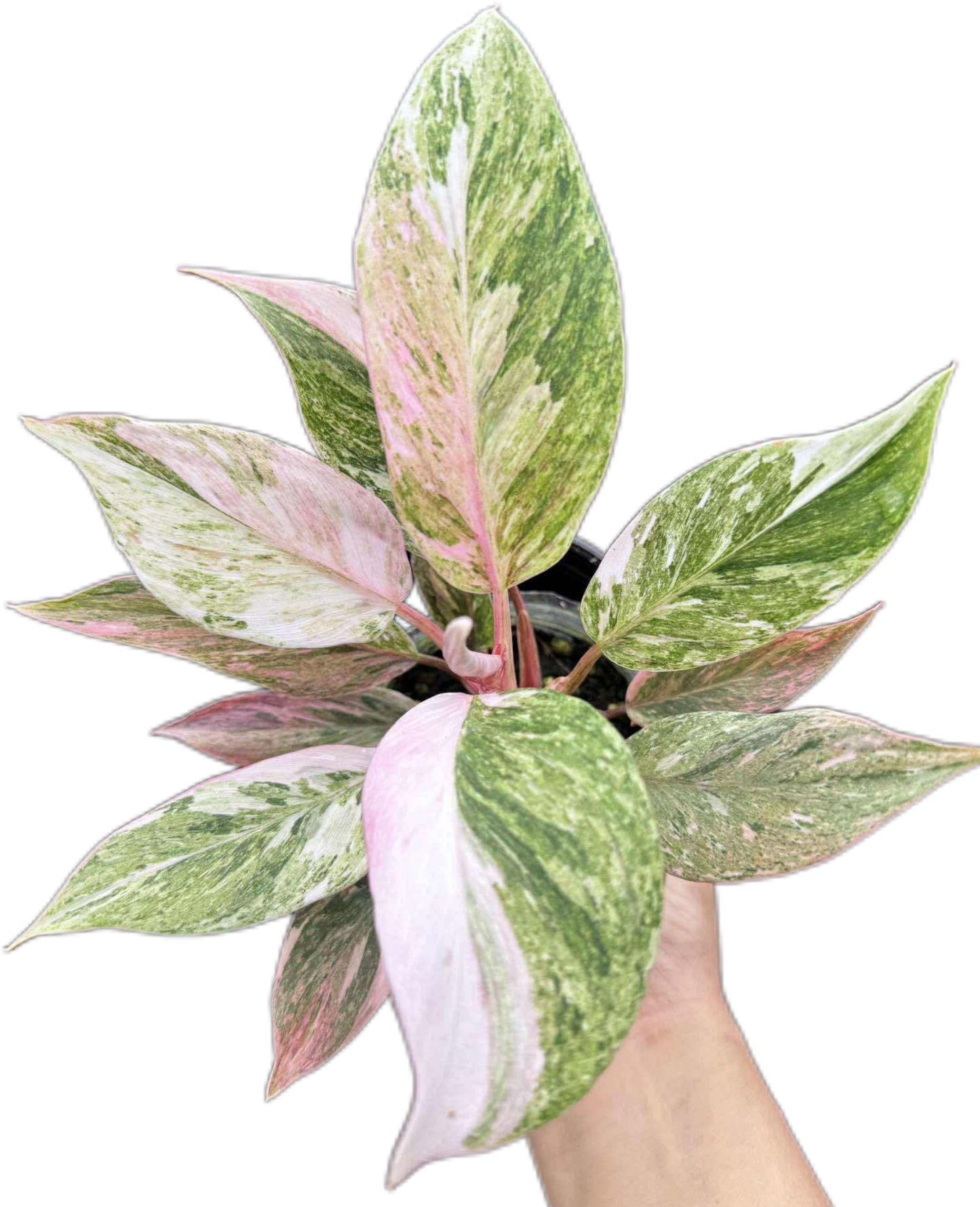 Philodendron ‘Midnight Princess’ Variegated (Rare Collector’s Plant)