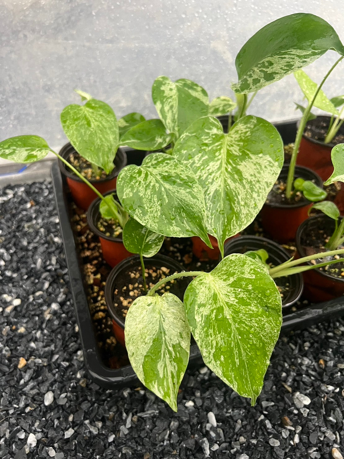 Monstera “Bulbasaur” (Seedling 3” Pot)