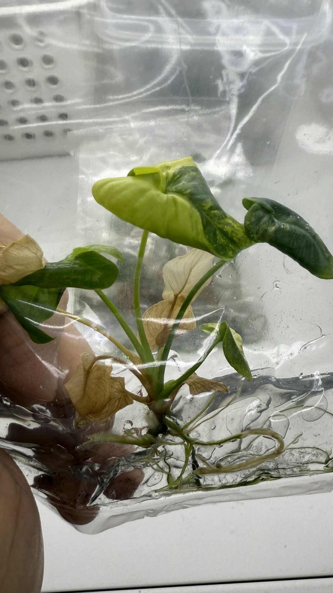 Philodendron Goeldii Variegated – Tissue Culture Wholesale Set of 10 Plants
