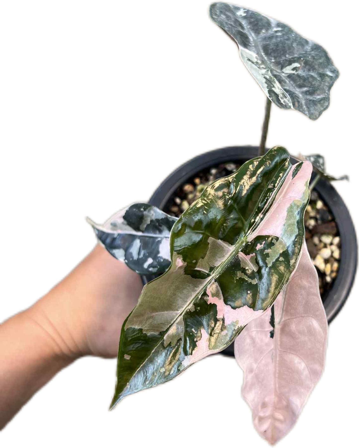 Alocasia Chantrieri Pink Variegated