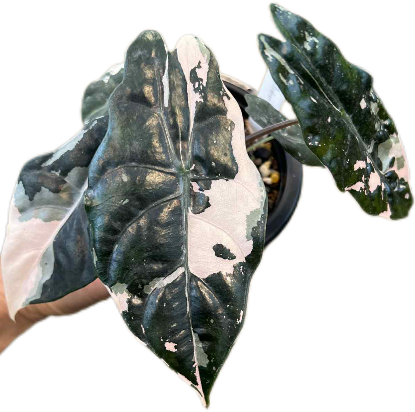 Alocasia Chantrieri Pink Variegated