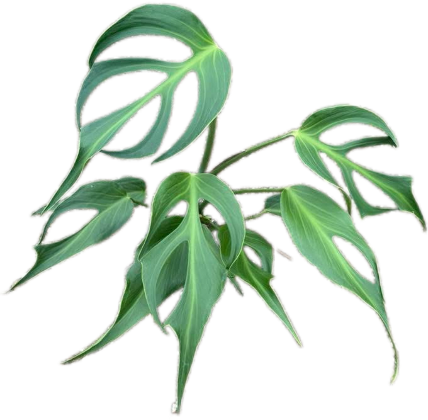 Monstera Burle Marx Flame (Large Specimen)