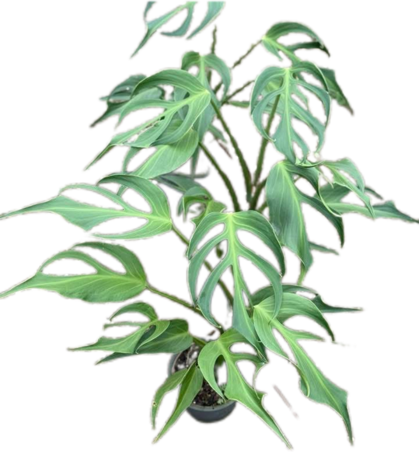 Monstera Burle Marx Flame (Large Specimen)