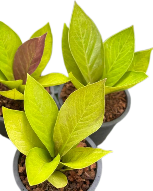 Anthurium jenmanii ‘Gold’ (King of Kings) – Set of 5 Plants