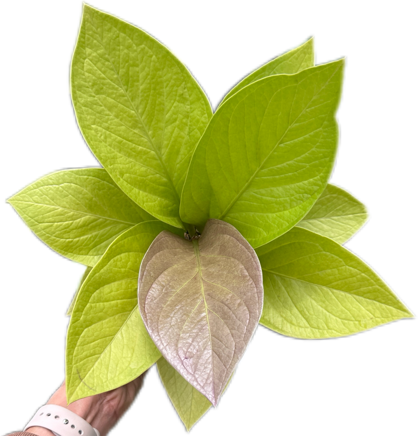 Anthurium jenmanii ‘Gold’ (King of Kings) – Set of 5 Plants