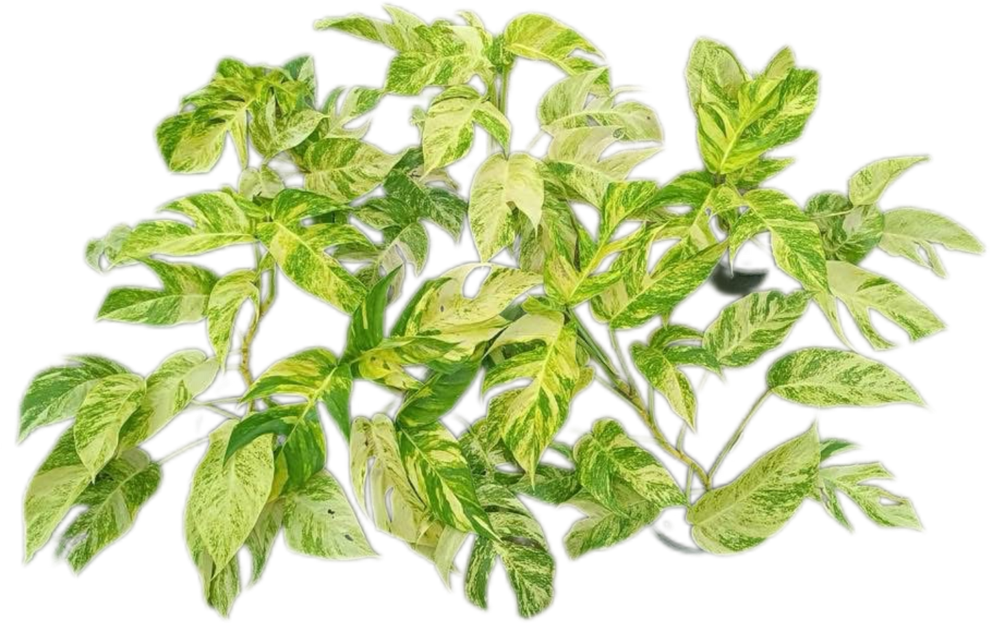 Epipremnum Golden Flame Variegated – Wholesale Set of 10 Plants