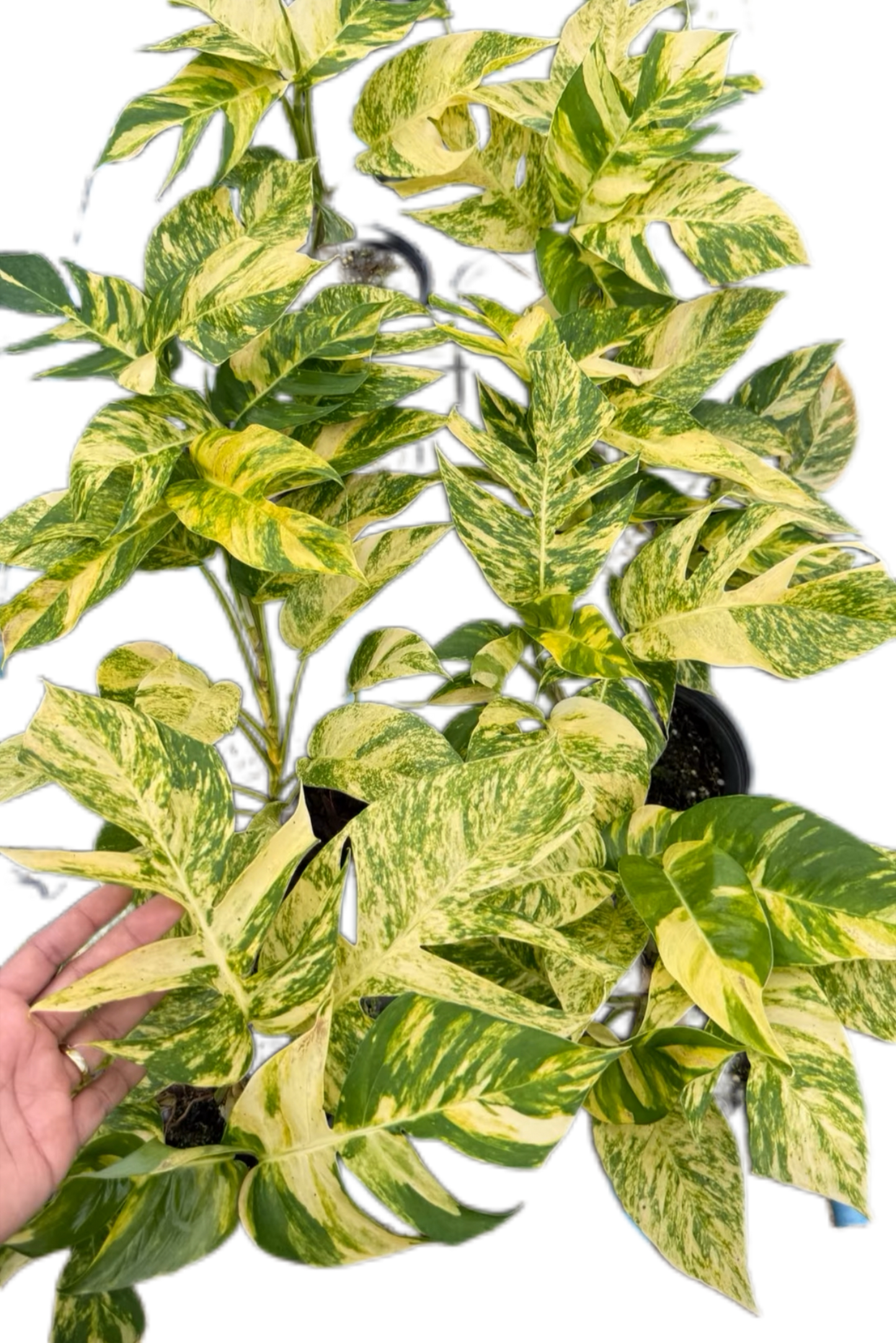 Epipremnum Golden Flame Variegated – Wholesale Set of 10 Plants