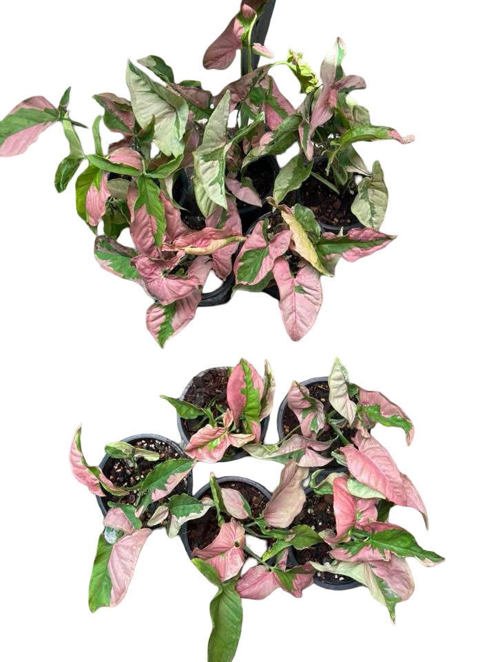 Syngonium “Pink Mosaic Lava” — Pot 5” | Set of 5 Plants
