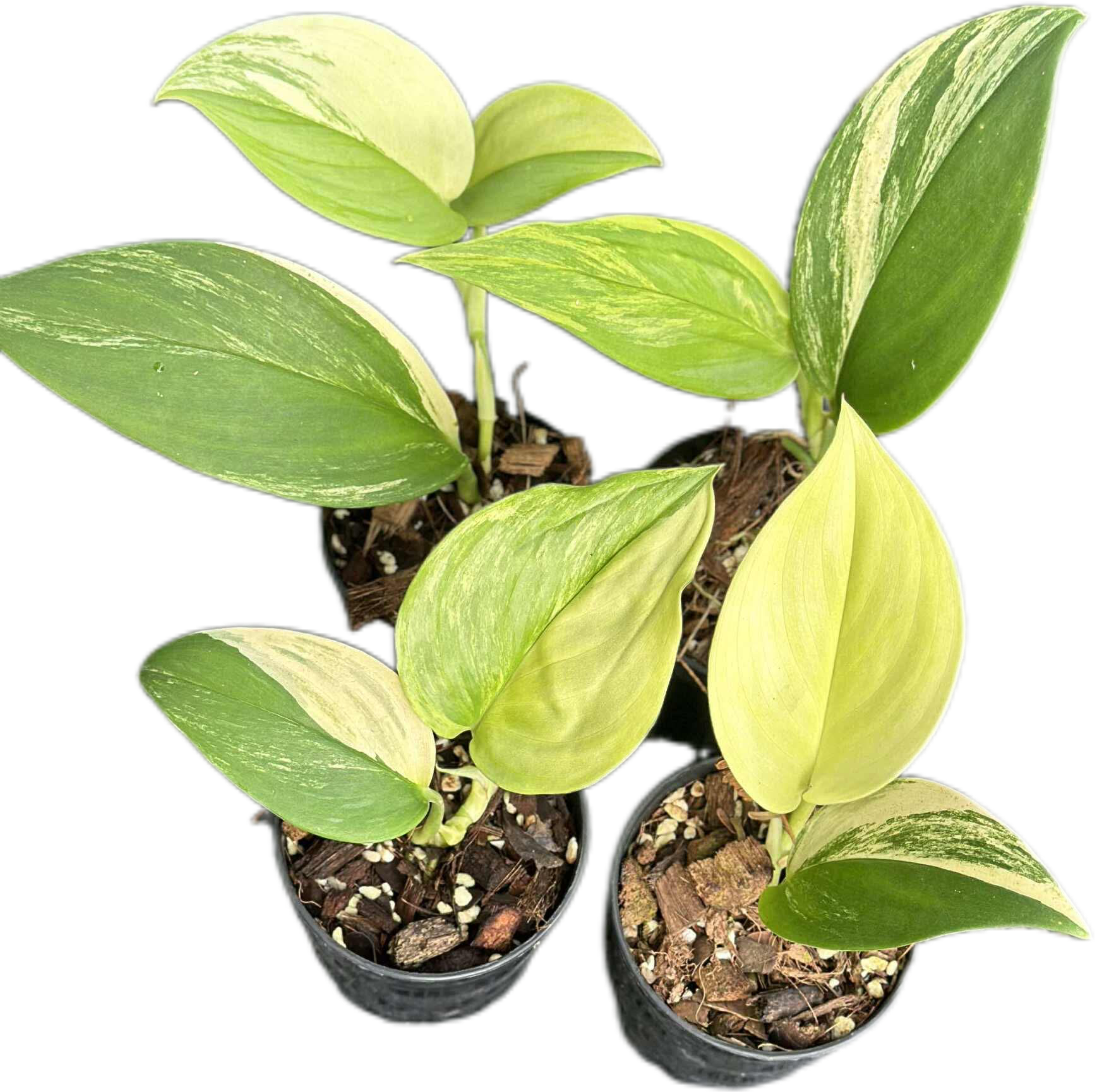 Buy Scindapsus Rubicon Aurea – Set of 3 | Thailand Export