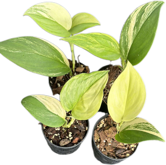 Scindapsus Treubii Moonlight Aurea Variegated (Rubicon) – Set of 4 Plants