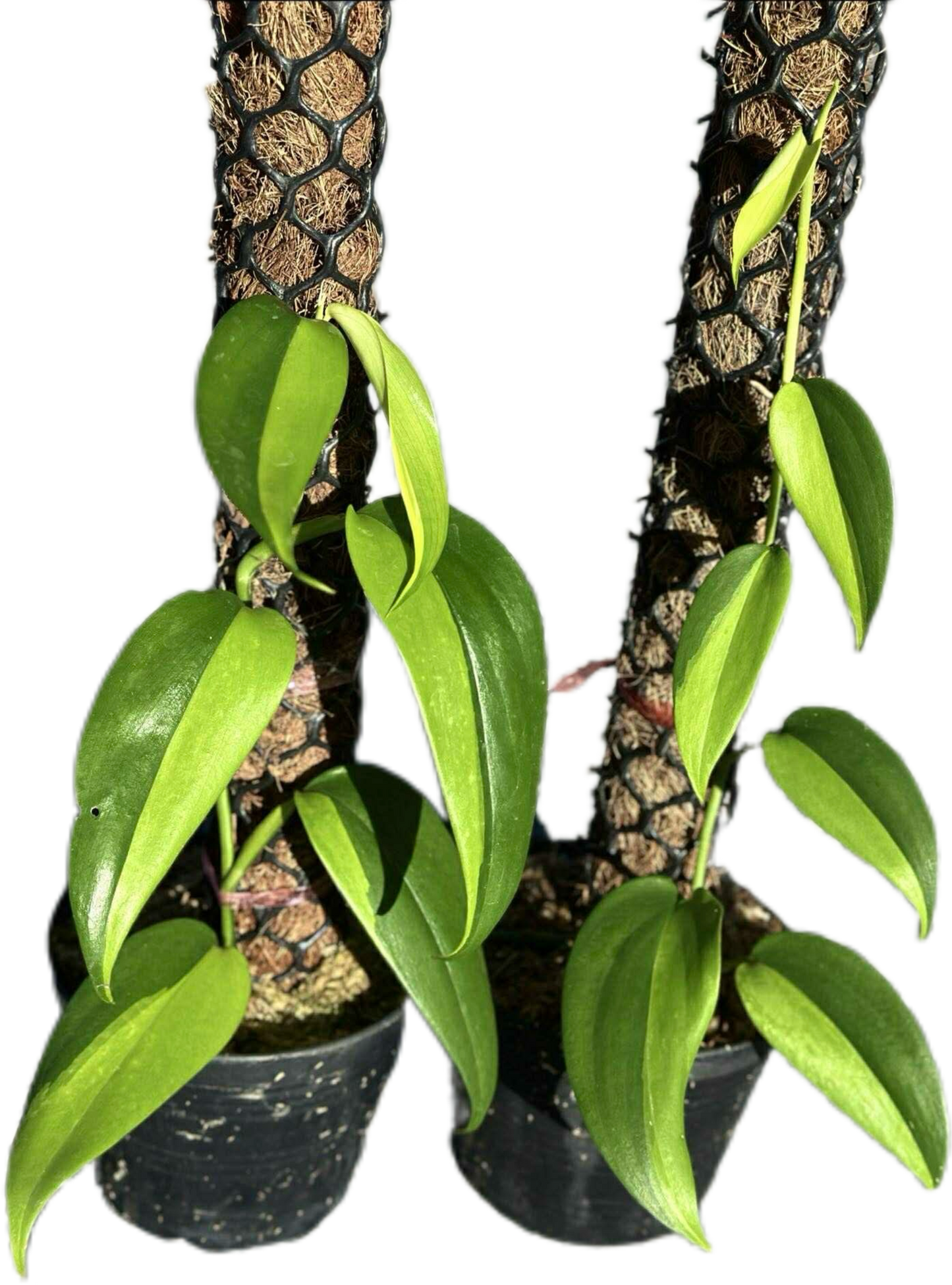 Scindapsus Hederaceus Neon Variegated – Set of 2 Plants