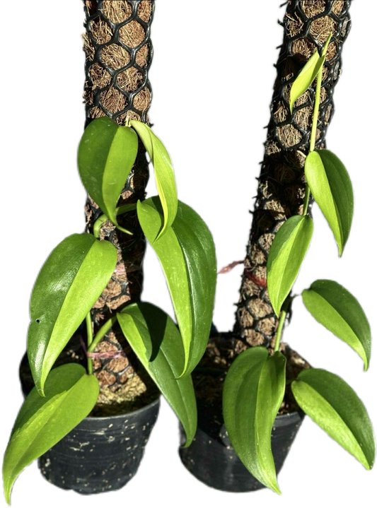 Scindapsus Hederaceus Neon Variegated – Set of 2 Plants