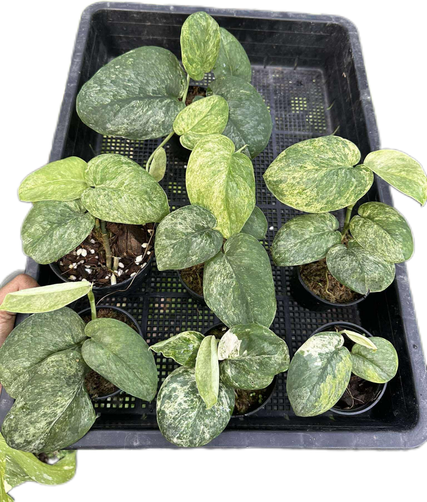 Scindapsus Silver Splash – Set of 7 Plants