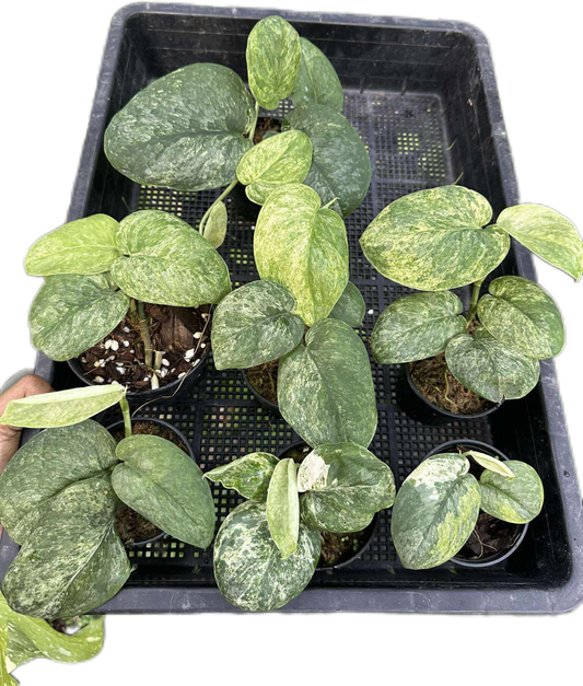 Scindapsus Silver Splash – Set of 7 Plants