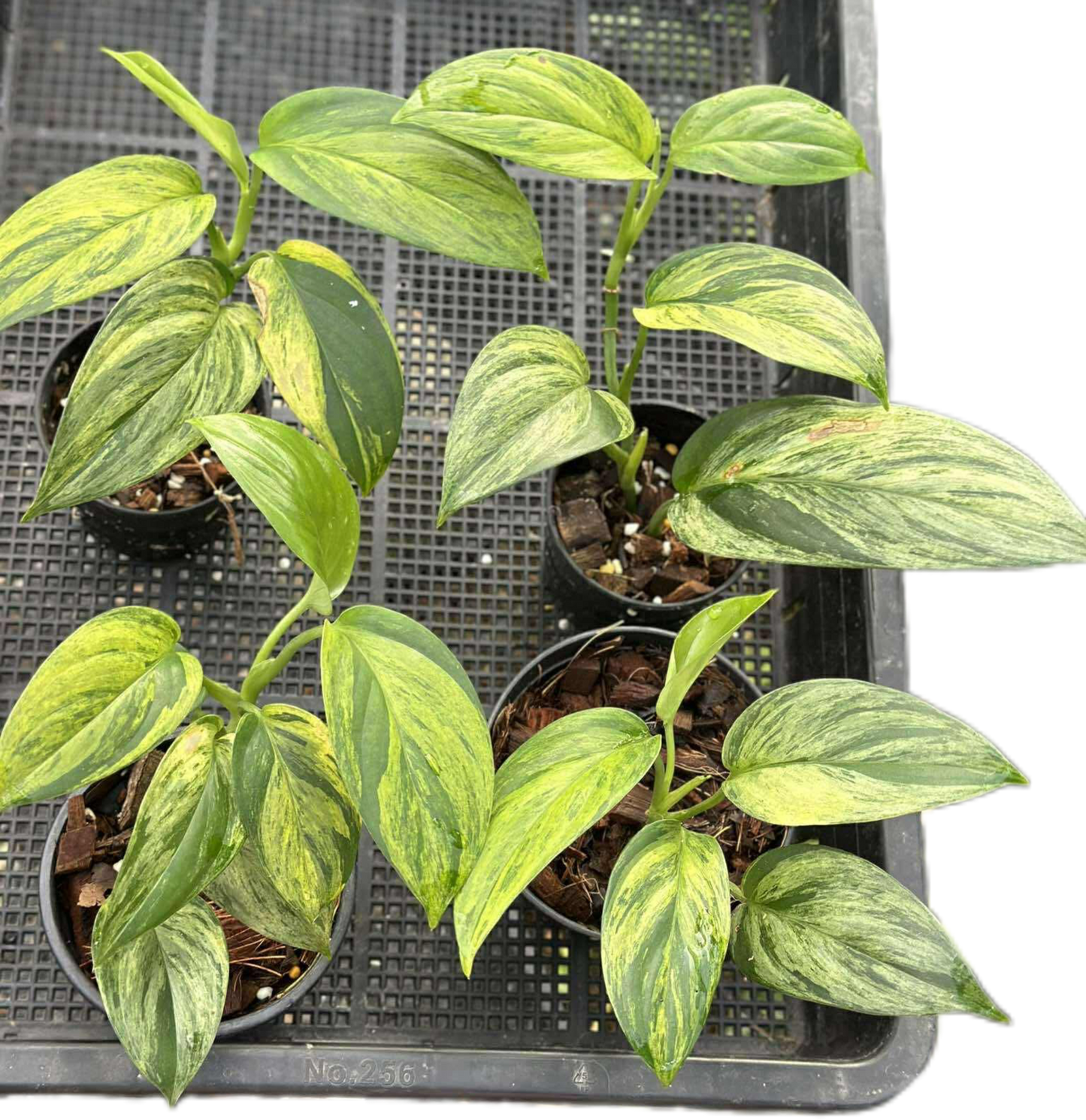 Scindapsus sp. (NOID) Aurea Variegated – Set of 4 Plants