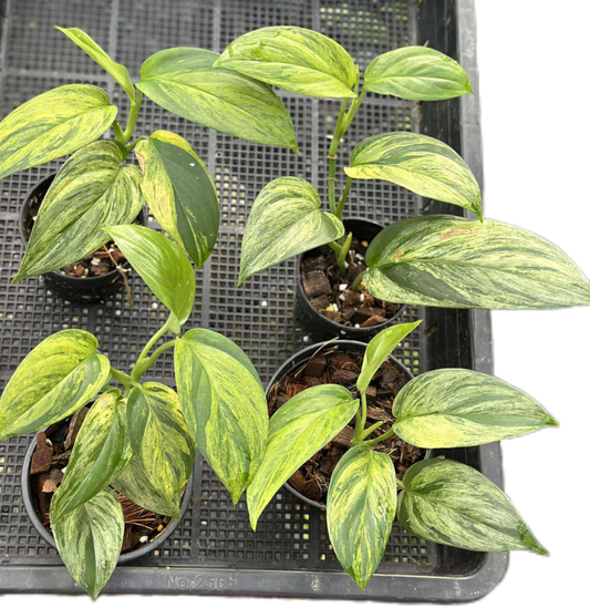 Scindapsus sp. (NOID) Aurea Variegated – Set of 4 Plants