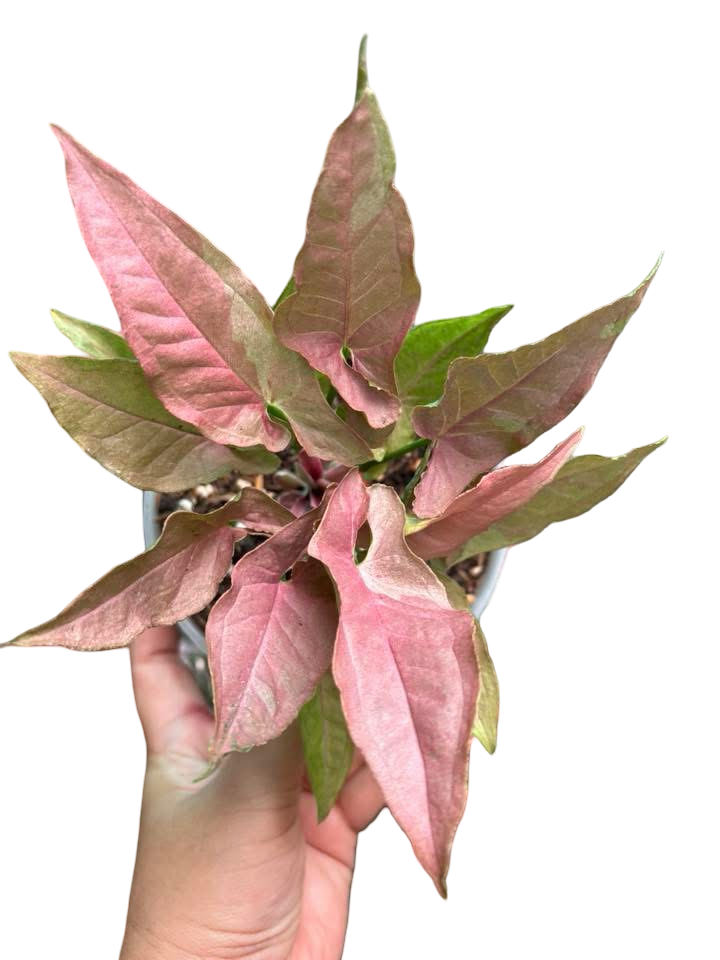 Syngonium “Red Feather Pink on Pink” — Mother Plant Size | Pot 6”