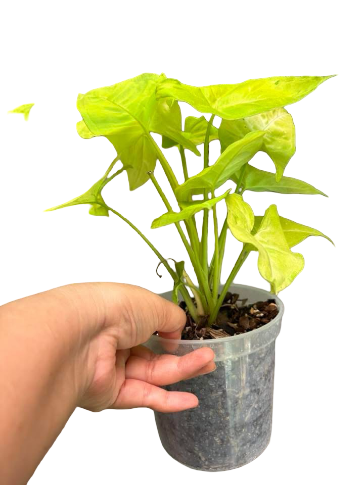 Syngonium “Lemon Lime” 🍋🟩 — Big Size Mother Plant | Pot 6”