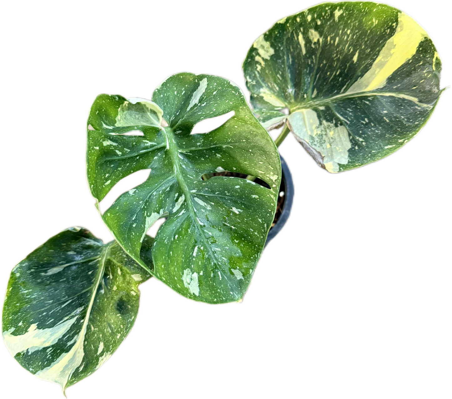 Monstera Deliciosa “Cup Form” Variegated – Rare Collector’s Plant
