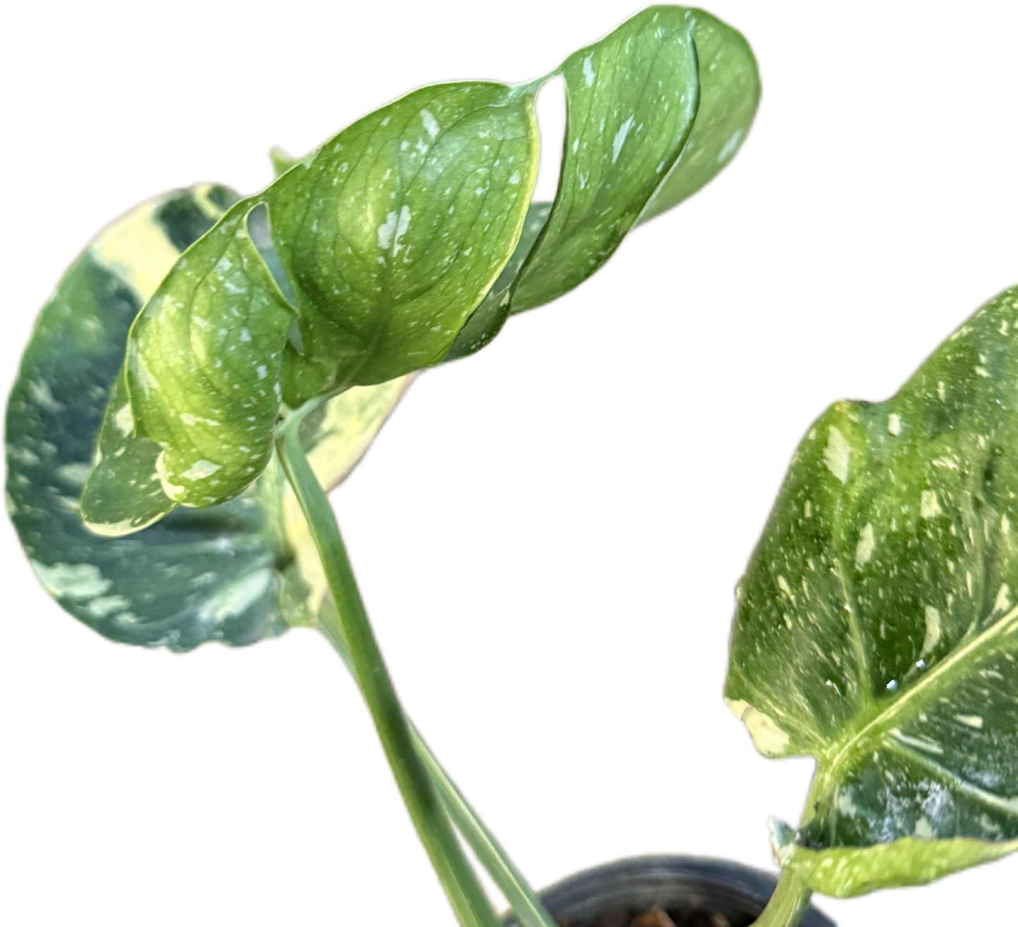 Monstera Deliciosa “Cup Form” Variegated – Rare Collector’s Plant