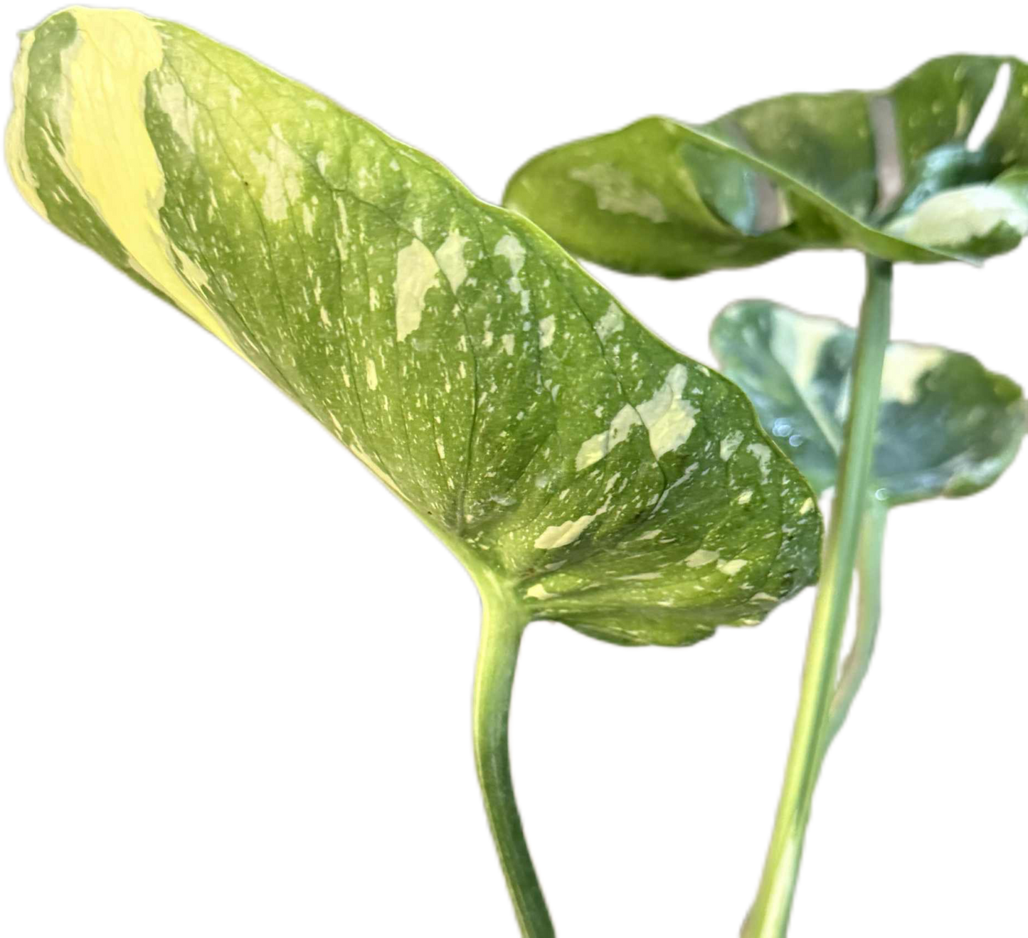 Monstera Deliciosa “Cup Form” Variegated – Rare Collector’s Plant