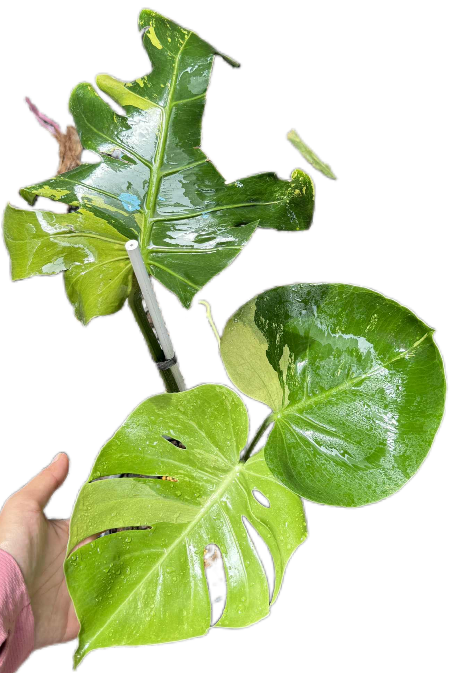 Monstera Deliciosa “Lemon Mint” – Rare Collector’s Plant