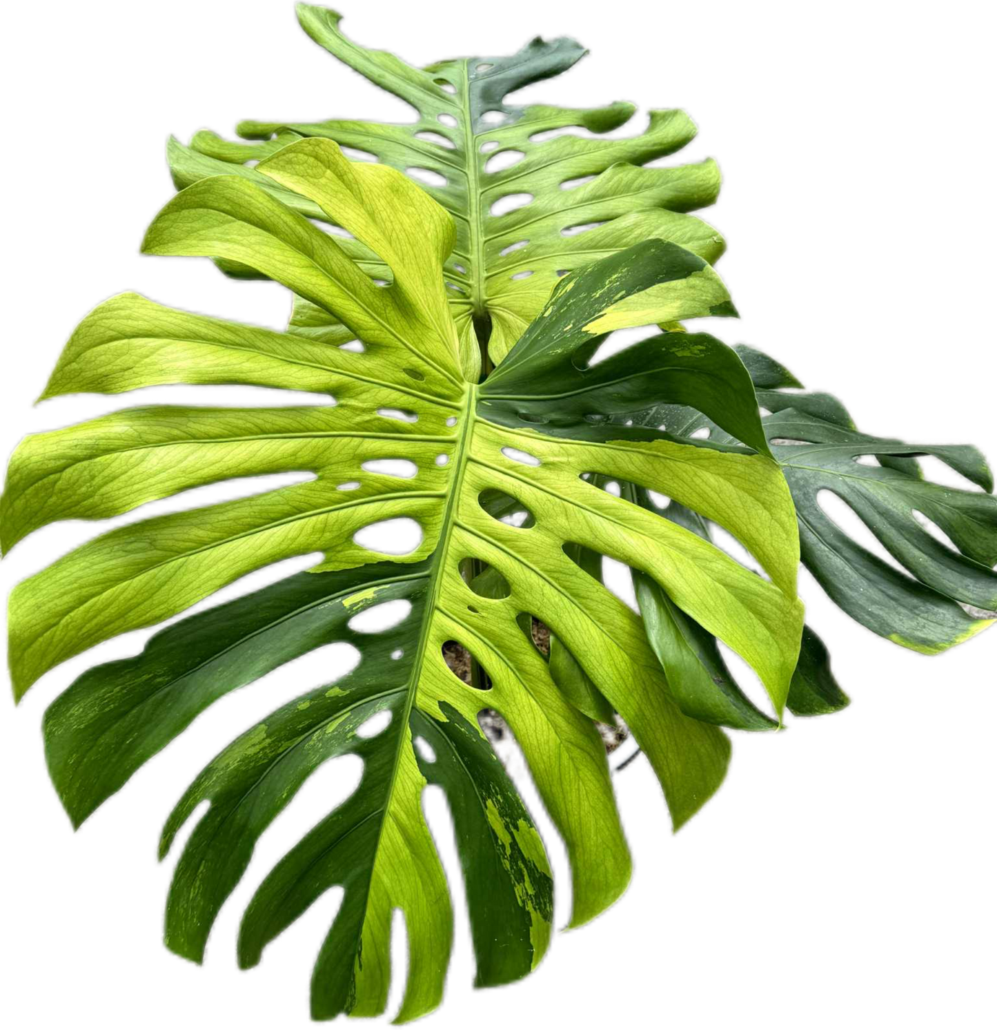 Monstera deliciosa “Golden Lime Variegated” – Unique Seed Mutation, One of a Kind