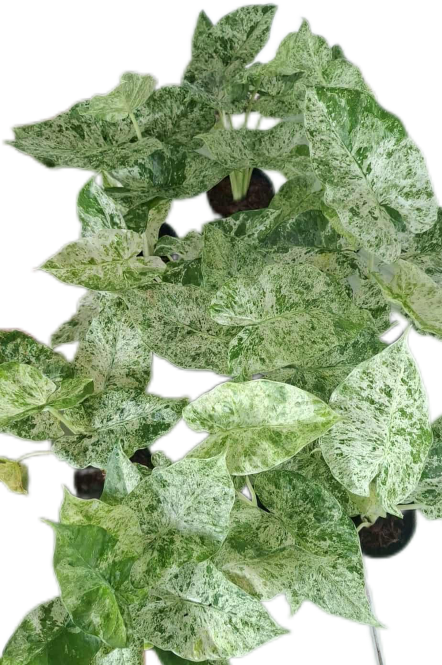 Alocasia odora “Batik” – Set of 10 Plants