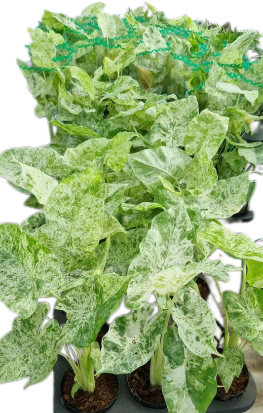 Alocasia odora “Batik” – Set of 10 Plants