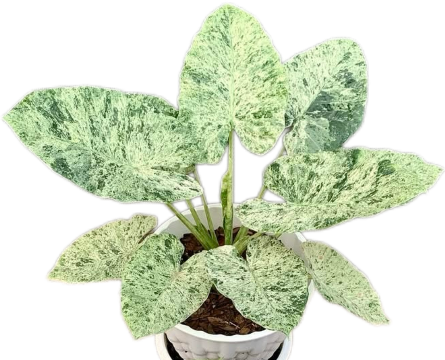 Alocasia odora “Batik” – Set of 10 Plants