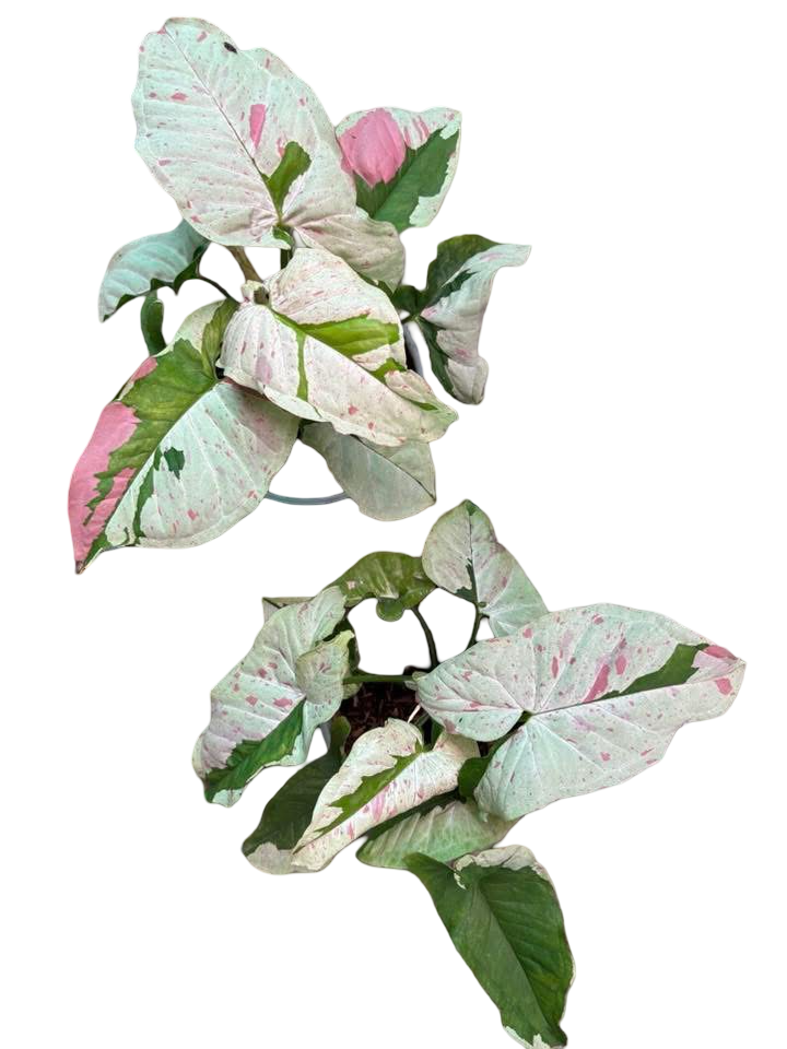 Syngonium “Milk Confetti Lava” — Big Size Mother Plant | Pot 6”