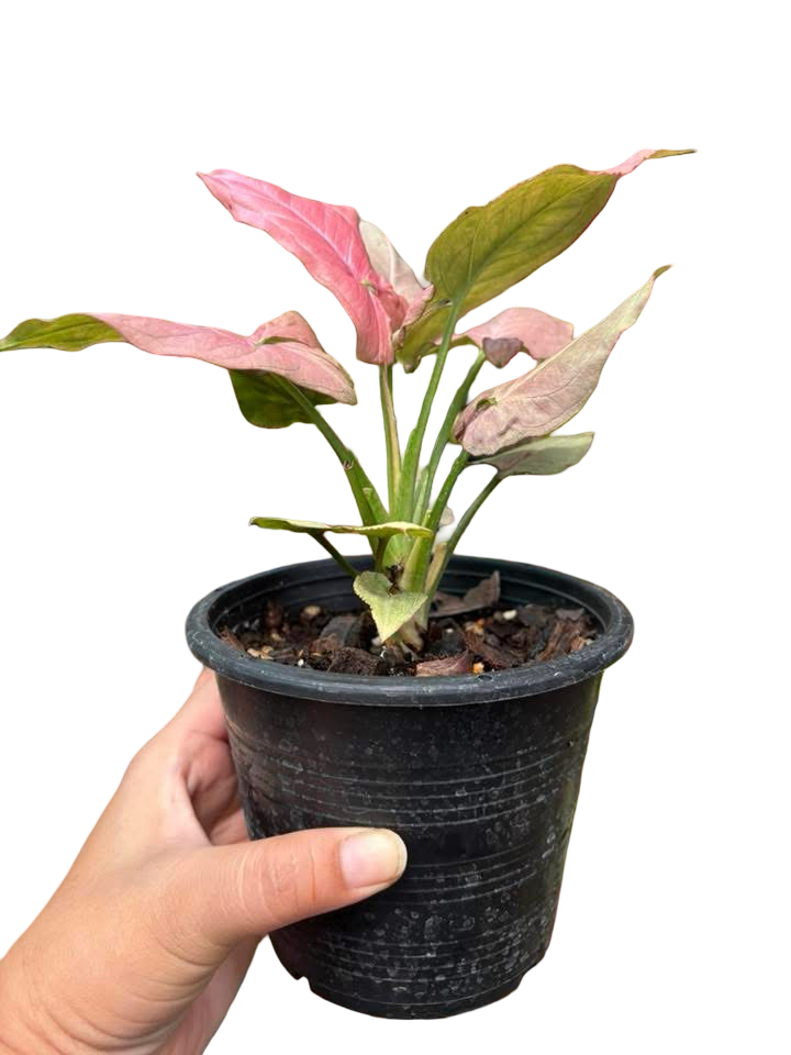 Syngonium “Sting Gray” — Big Size Mother Plant | Pot 5” | Set of 3 Plants