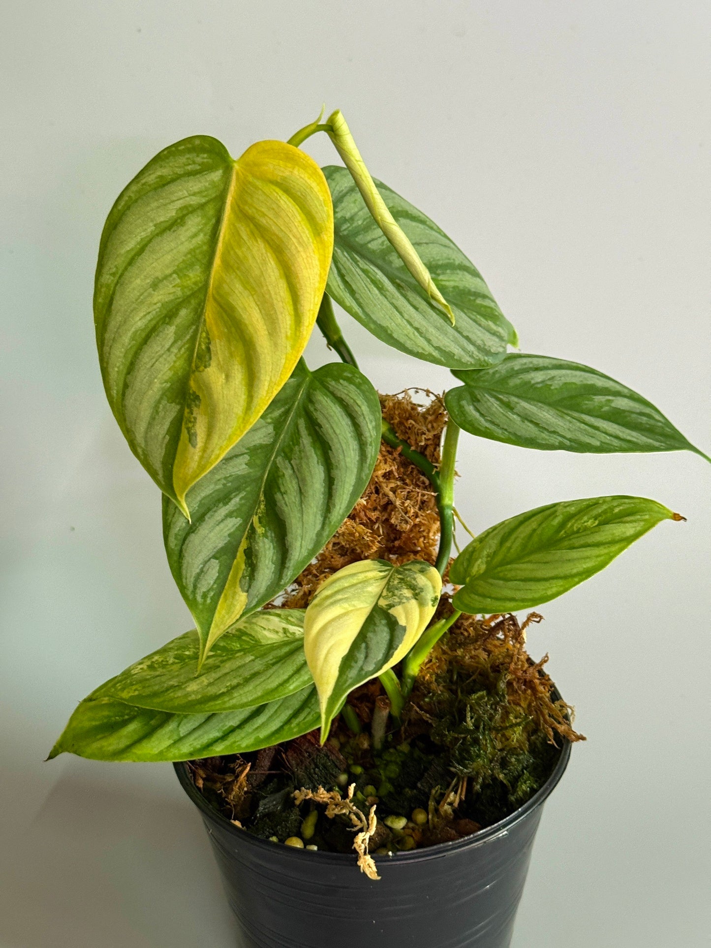 Philodendron Brandtianum Variegated