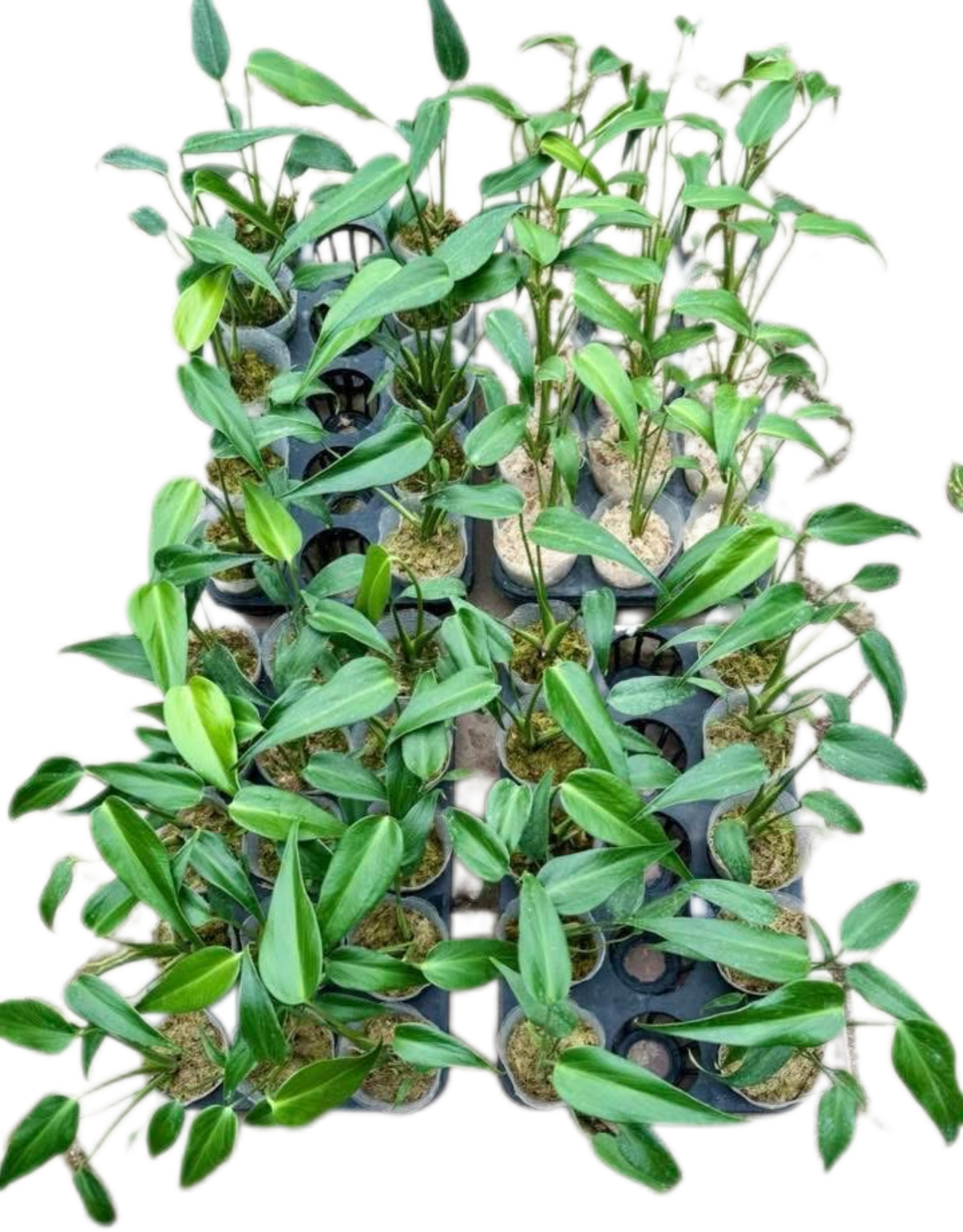 Monstera Burle Marx Flame (Wholesale Set of 10 Plants)